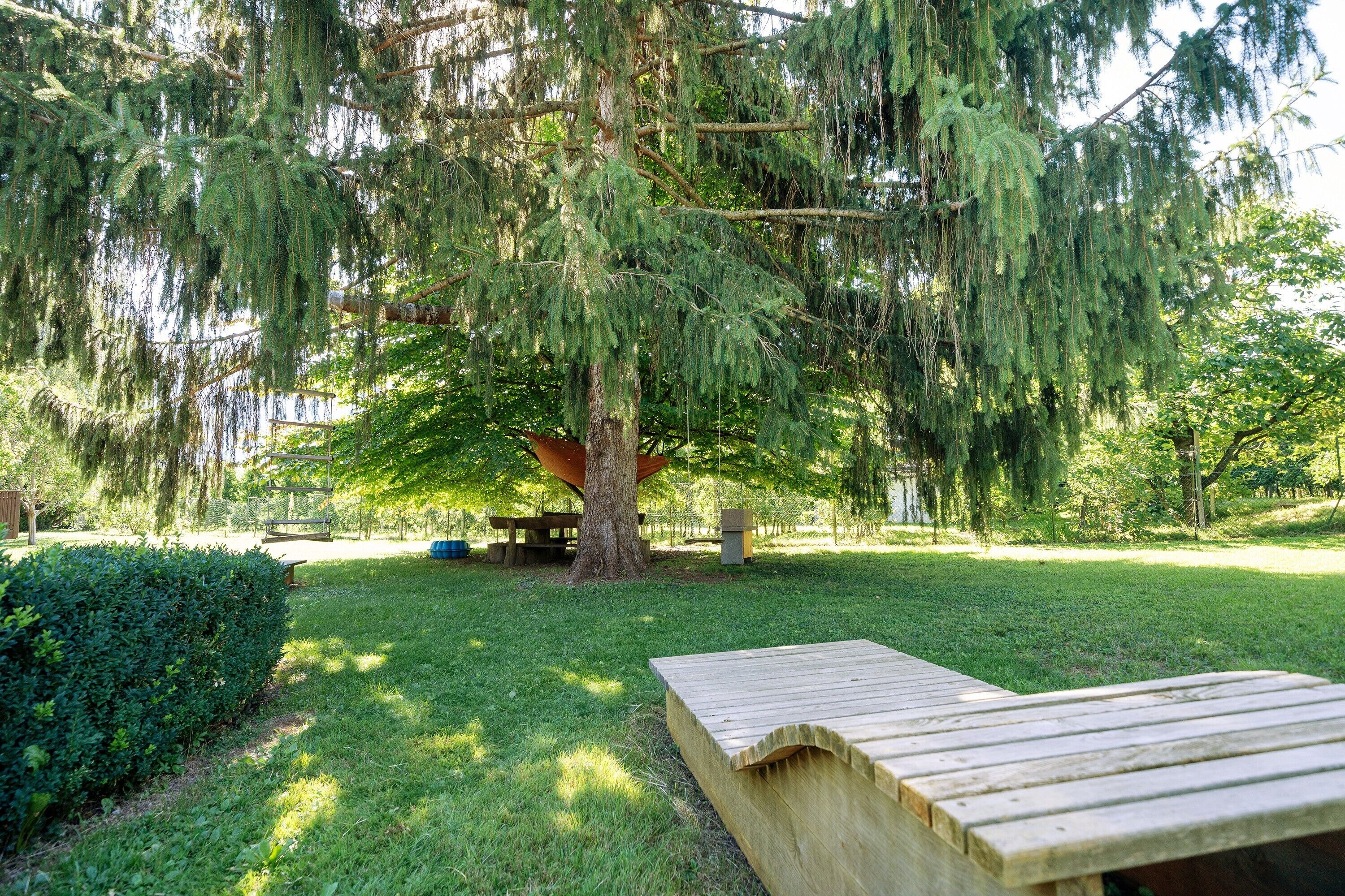 Un parco con una panchina di legno, un tavolo da picnic e un grande albero con rami pendenti.