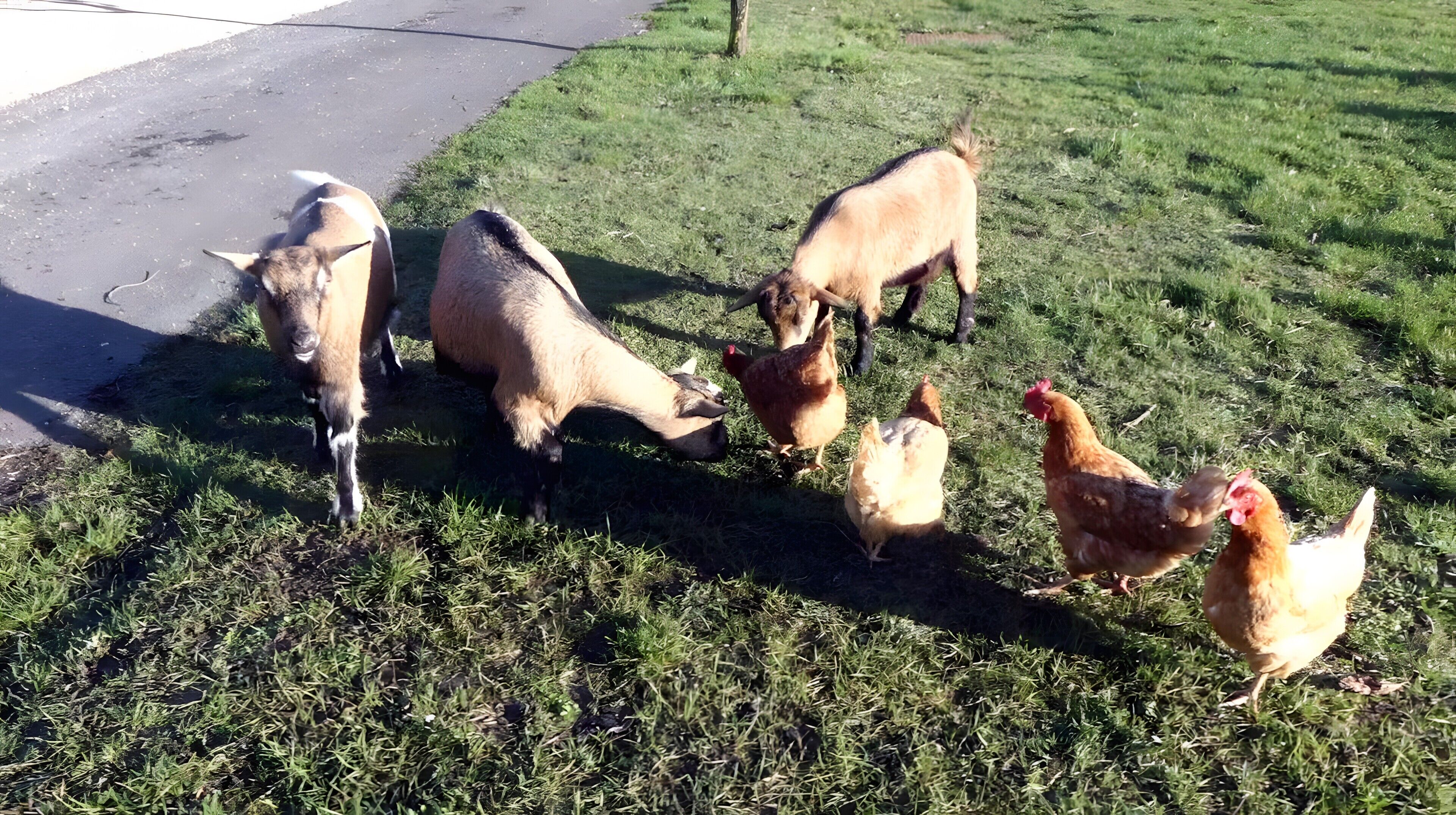 A group of animals grazing on grass near a paved area.