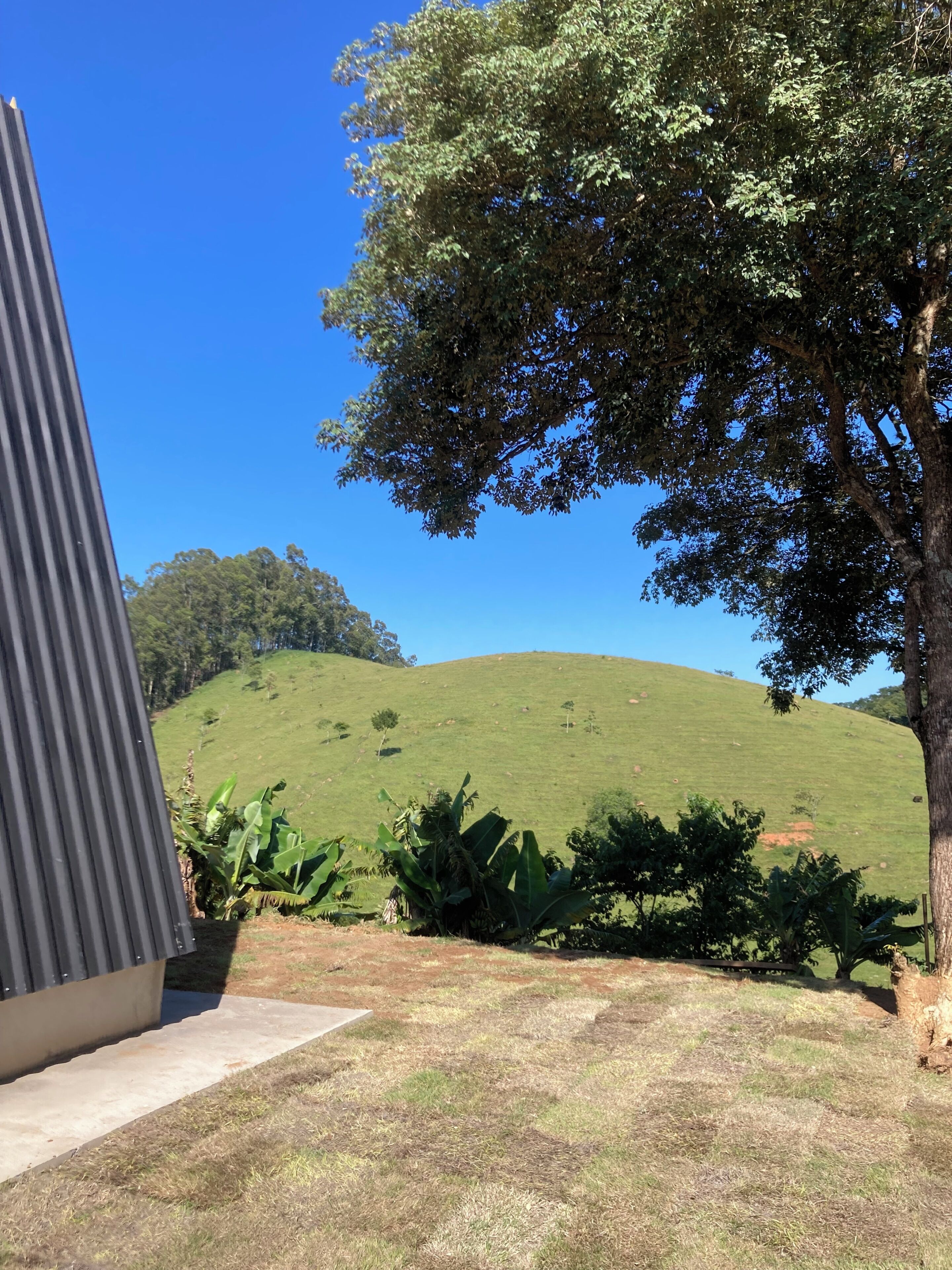 A grassy hill with a tree and a building with a corrugated metal roof.
