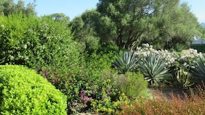 Un jardín con diversas plantas y árboles.