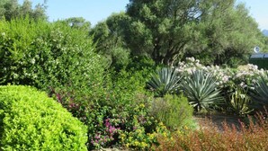 Un jardín con diversas plantas y árboles.