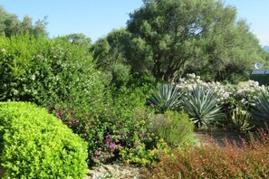 A garden with various plants and trees.