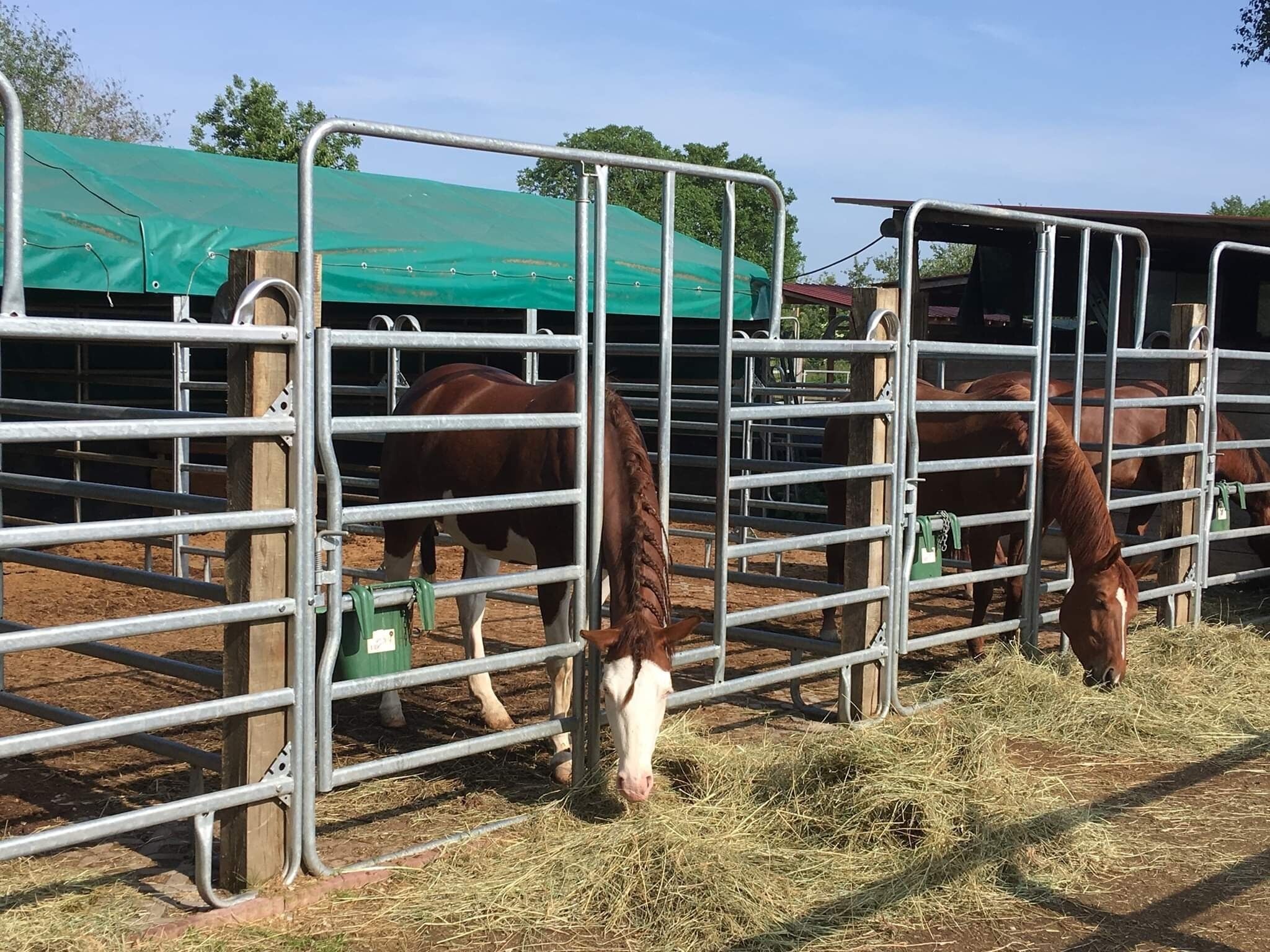 Un écurie avec des barrières métalliques et des chevaux qui paissent.