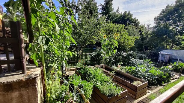 A garden with raised beds, a wooden fence, and various plants. - Spacious, two-bedroom garden apartment. Free gated parking. (Český Krumlov 1)