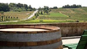 Viñedo con hileras de vides, un camino y un barril de madera en primer plano.