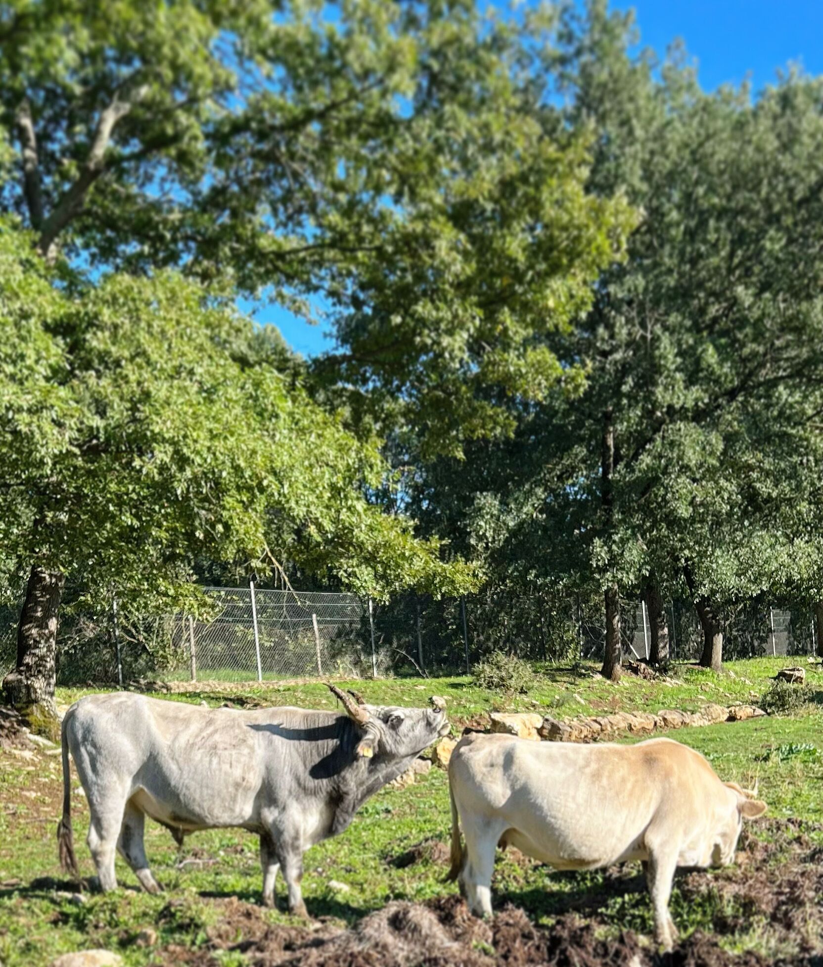 Um espaço ao ar livre cercado, com duas vacas e árvores ao fundo.