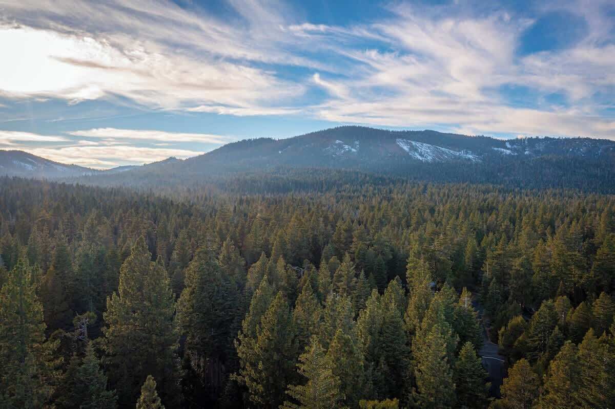 Ein dichter Wald mit einem Bergmassiv im Hintergrund.