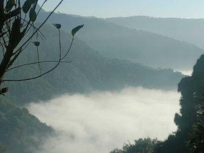 Un valle con colinas cubiertas de niebla y una planta en primer plano.