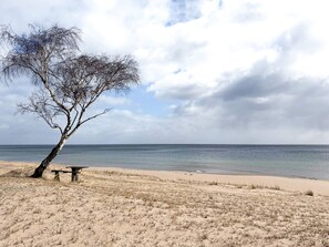 Una playa con un árbol solitario y un banco.