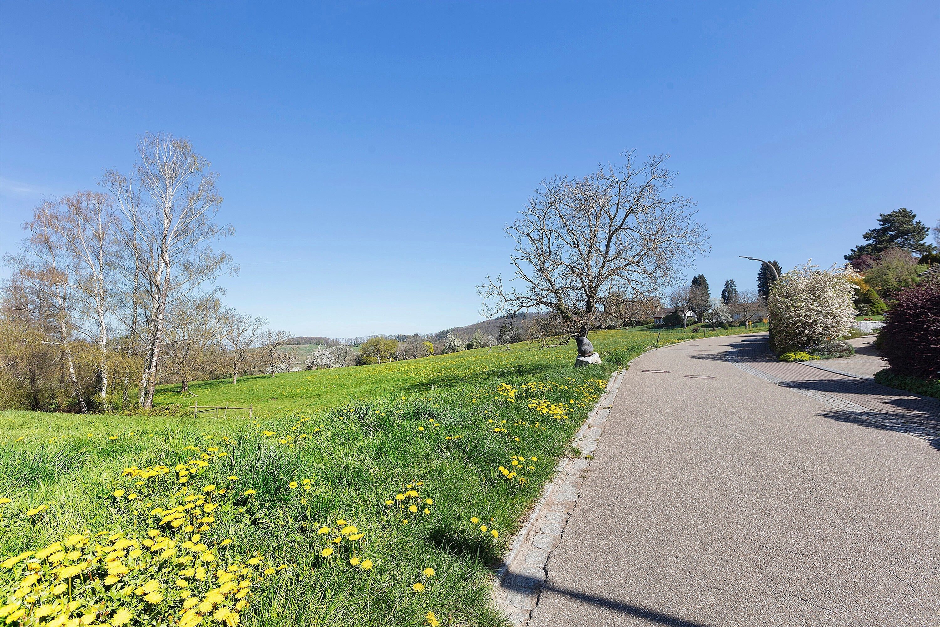 A paved pathway alongside a grassy area with yellow flowers and leafless trees.