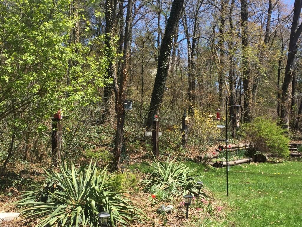 A forested area with a path, bird feeders, and a small garden with plants and a lantern.