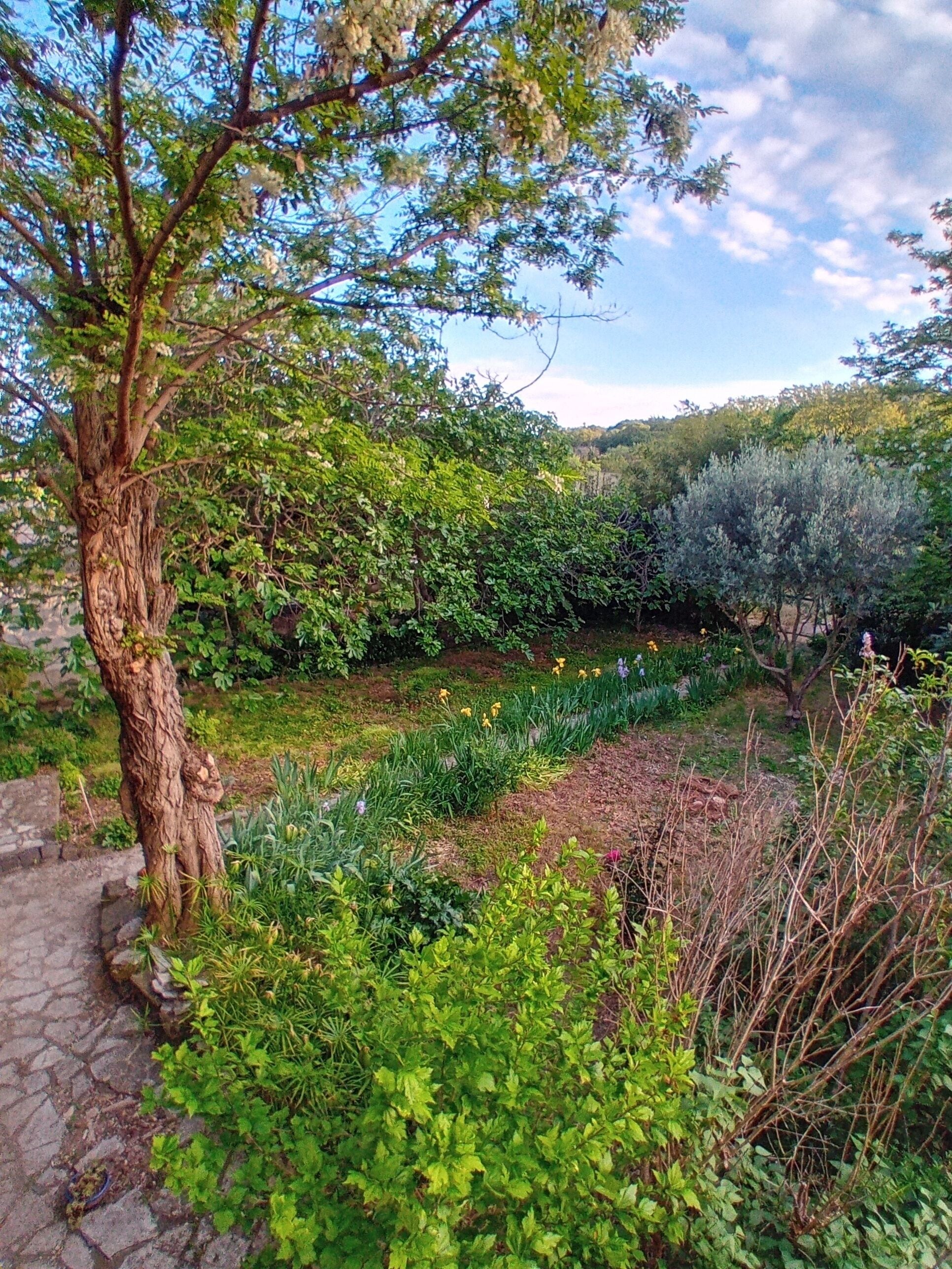 Ein Garten mit vielfältigen Pflanzen und Bäumen, einem Kiesweg und Blick auf eine hügelige Landschaft.