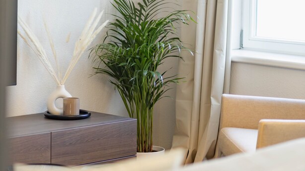 Ein modernes Zimmer mit einem Sofa, einer Lampe, einer Pflanze und einer Wandleuchte.