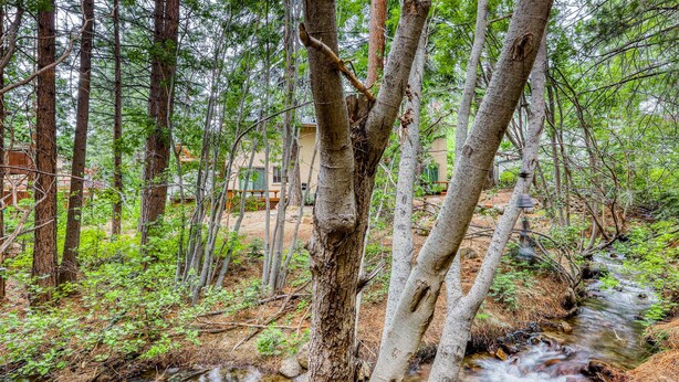 Un'area boscosa con un ruscello, alberi e un edificio sullo sfondo.