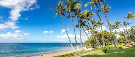 A beach with palm trees, a clear sky, and a pathway leading to the water.