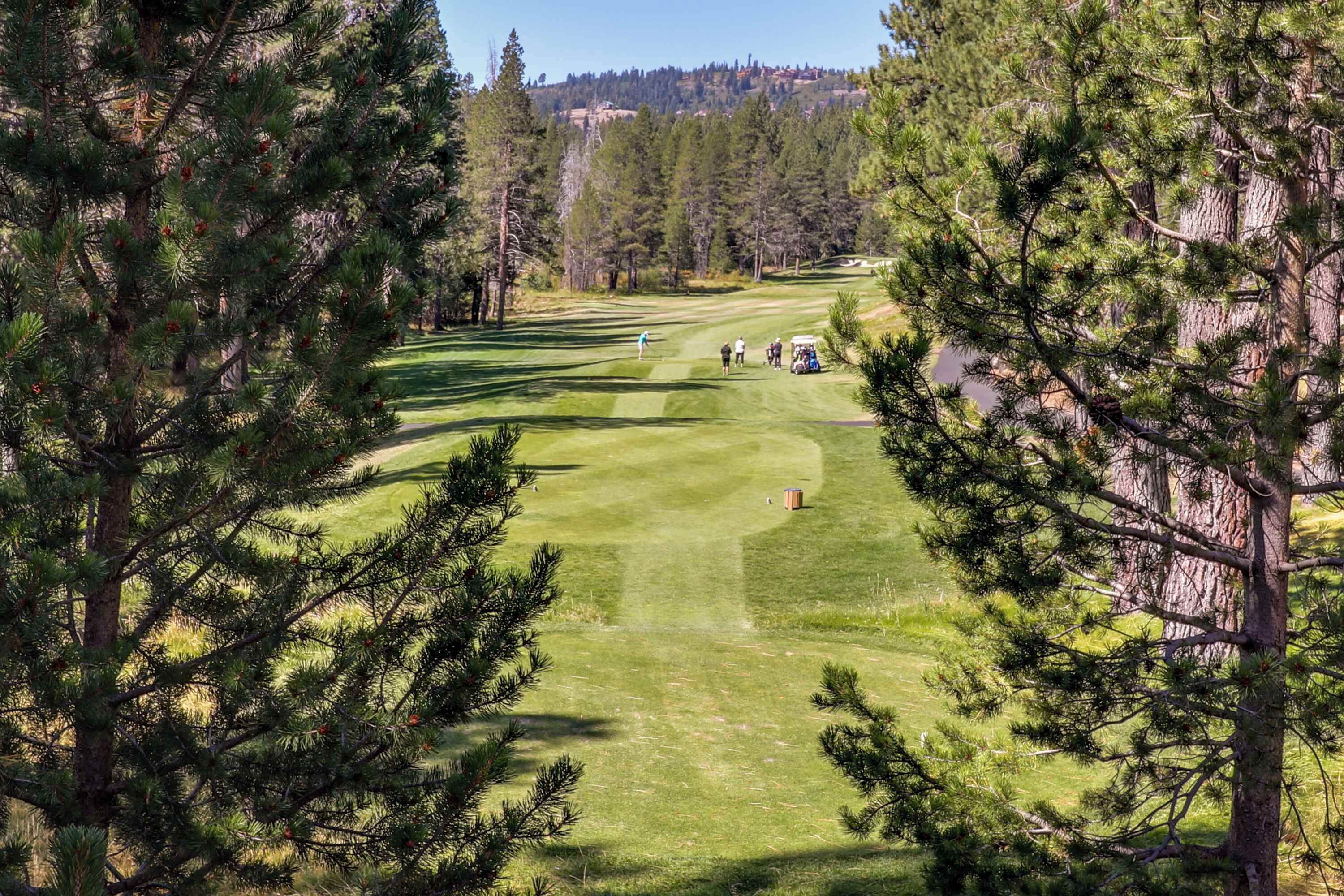 A golf course surrounded by pine trees.