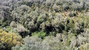 A dense forested area with no visible buildings or structures. - Maison Angelo - Sea & mountain views, panoramic terrace in Sardinia (La Maddalena)