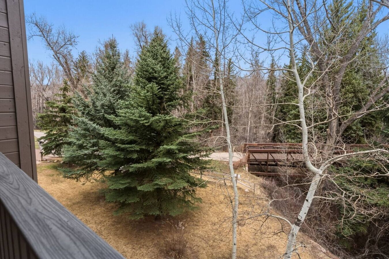 Une terrasse en bois offrant une vue sur un conifère et un pont en bois, le tout situé dans une zone boisée.
