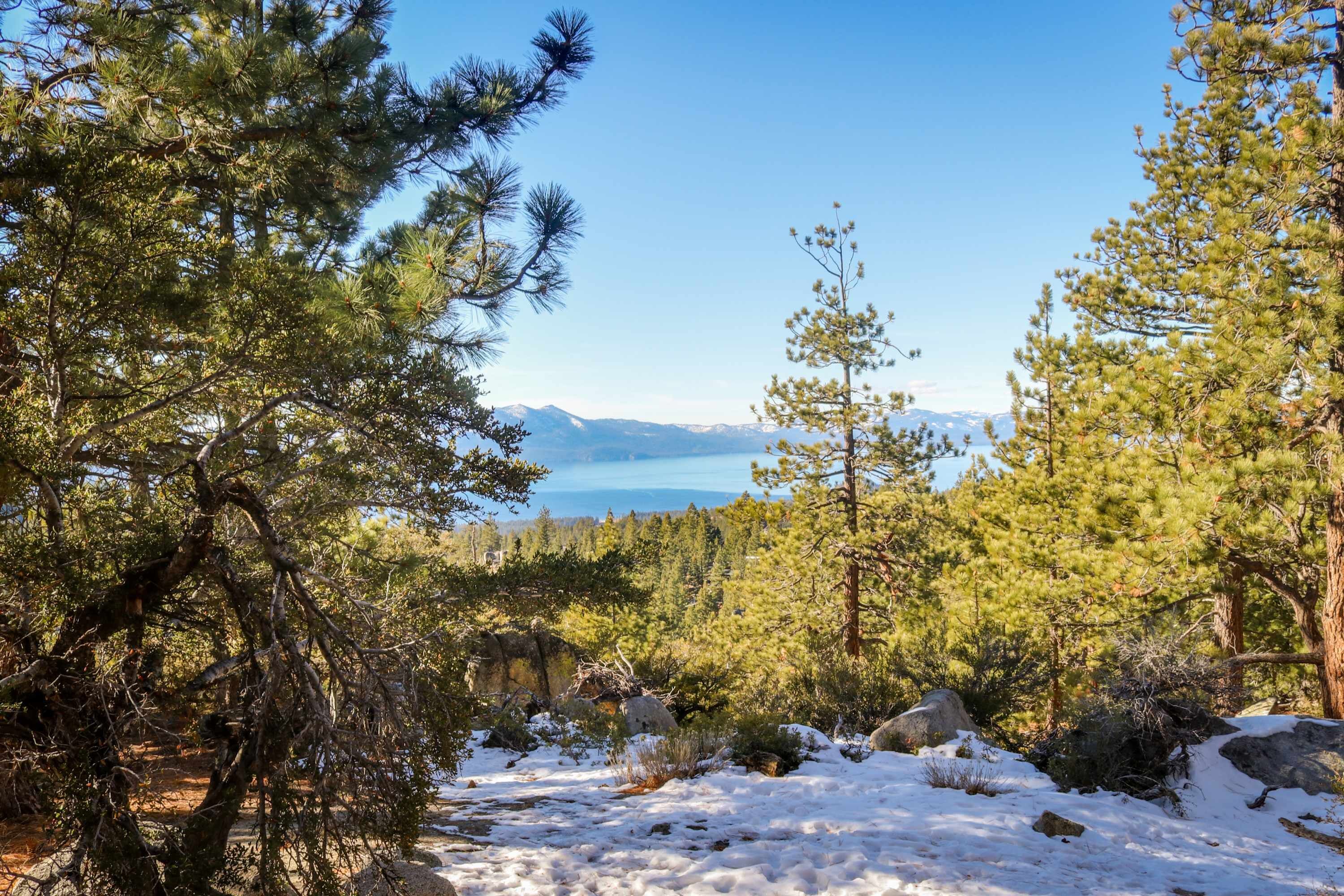 A snowy forest with a clear view of distant mountains and a lake.