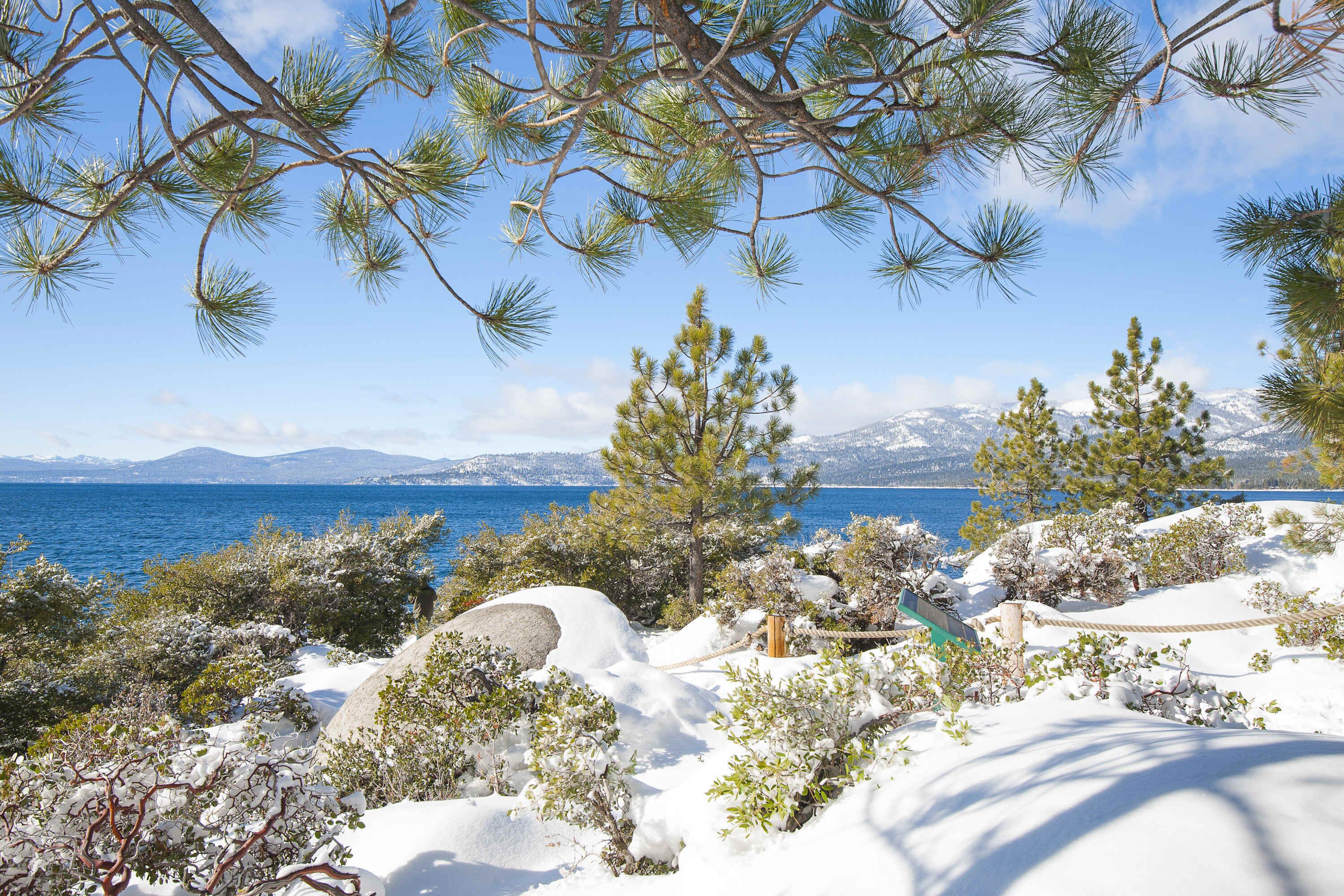 A snowy landscape with pine trees and a view of a body of water.