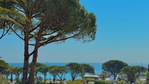 Eine Küstenansicht mit einem großen Baum, blauem Himmel und weiter Blick aufs Meer.
