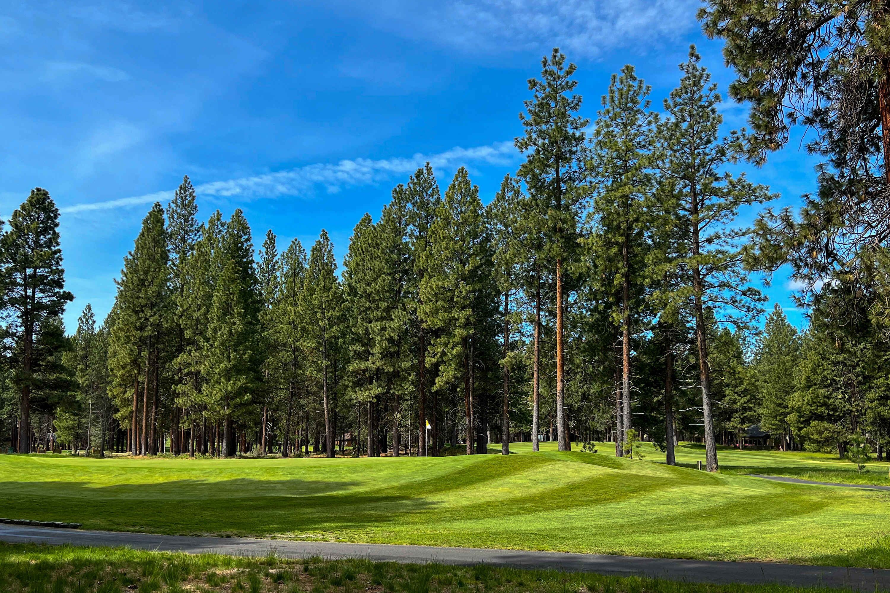 A golf course with a clear sky, surrounded by tall pine trees.