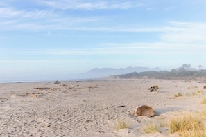 Una playa arenosa con ramas de madera y hierba dispersos.