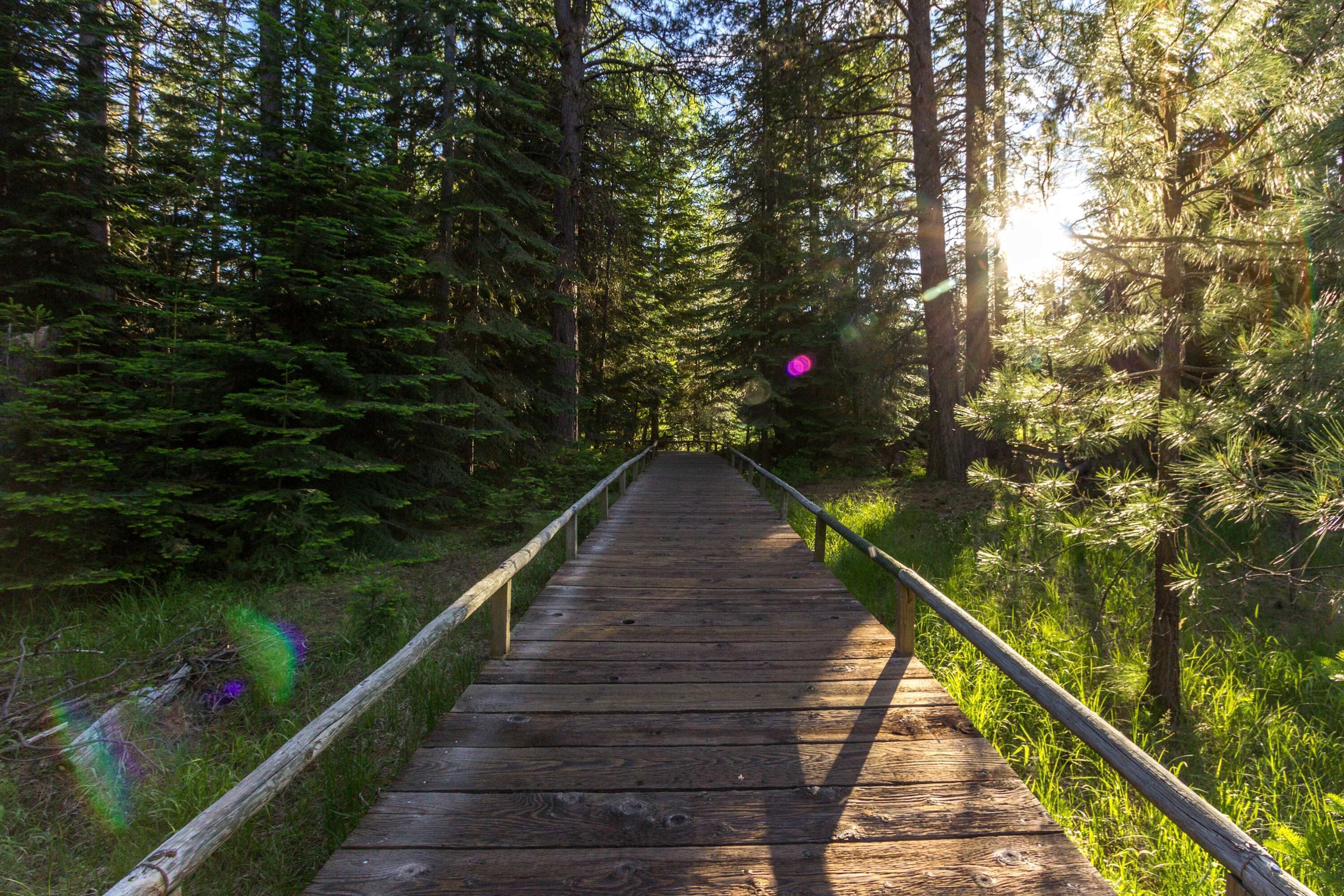 Un paseo marítimo de madera en un bosque, con barandillas a ambos lados.