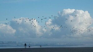 Una playa con un gran grupo de aves volando sobre el agua, algunas personas de pie en la arena y un perro caminando por la orilla.
