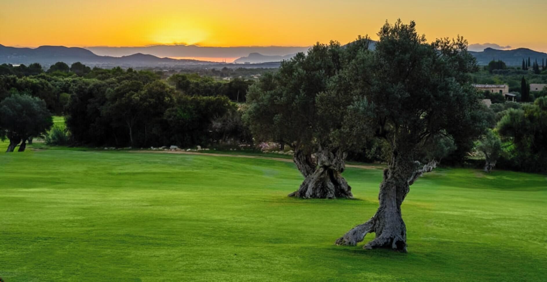Un campo de golf con un árbol grande y un atardecer al fondo.