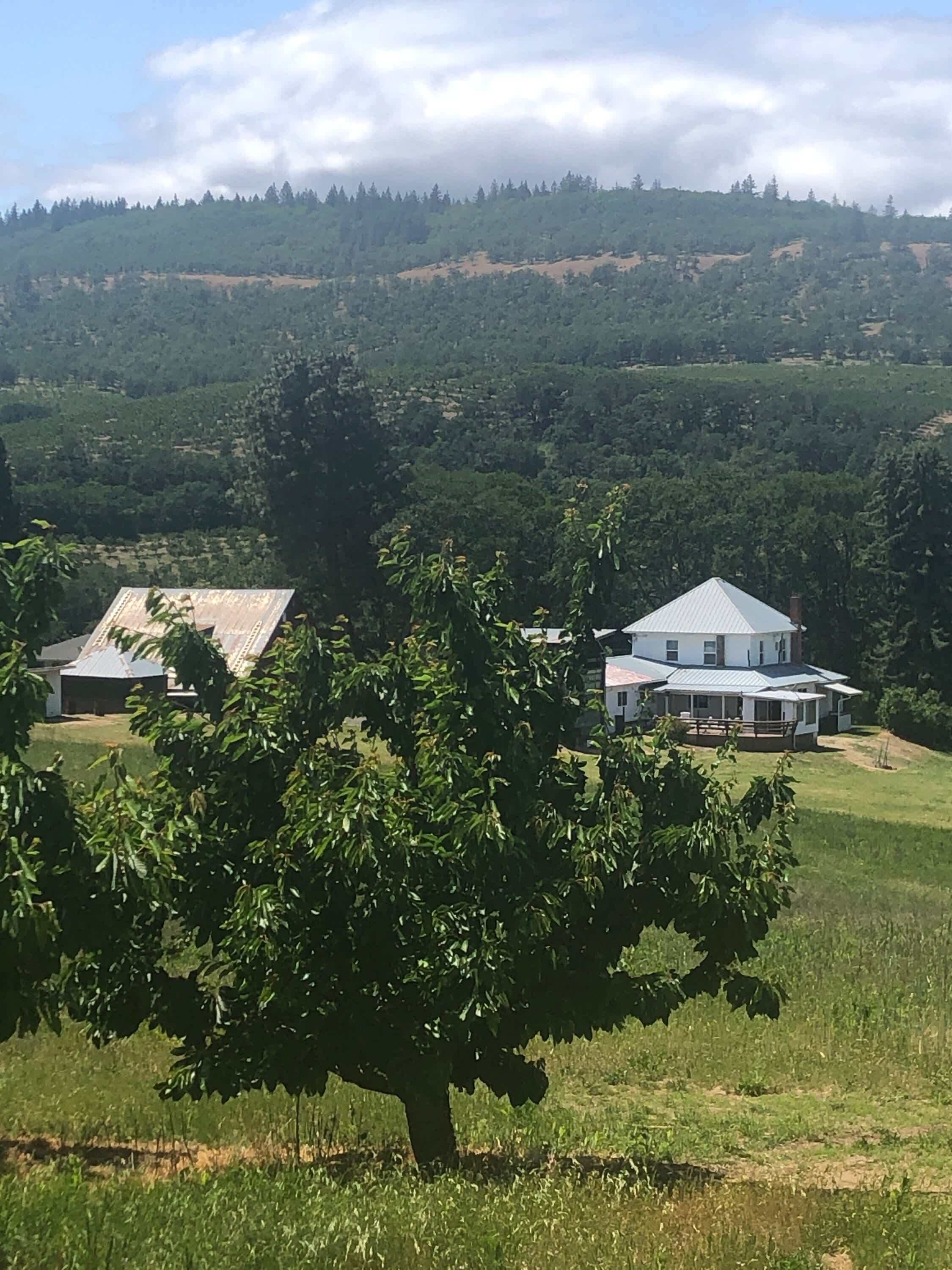 A rural landscape with a large tree in the foreground, a white house with a blue roof, and a forested hill in the background.