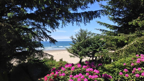 Una spiaggia con alberi e fiori sullo sfondo.