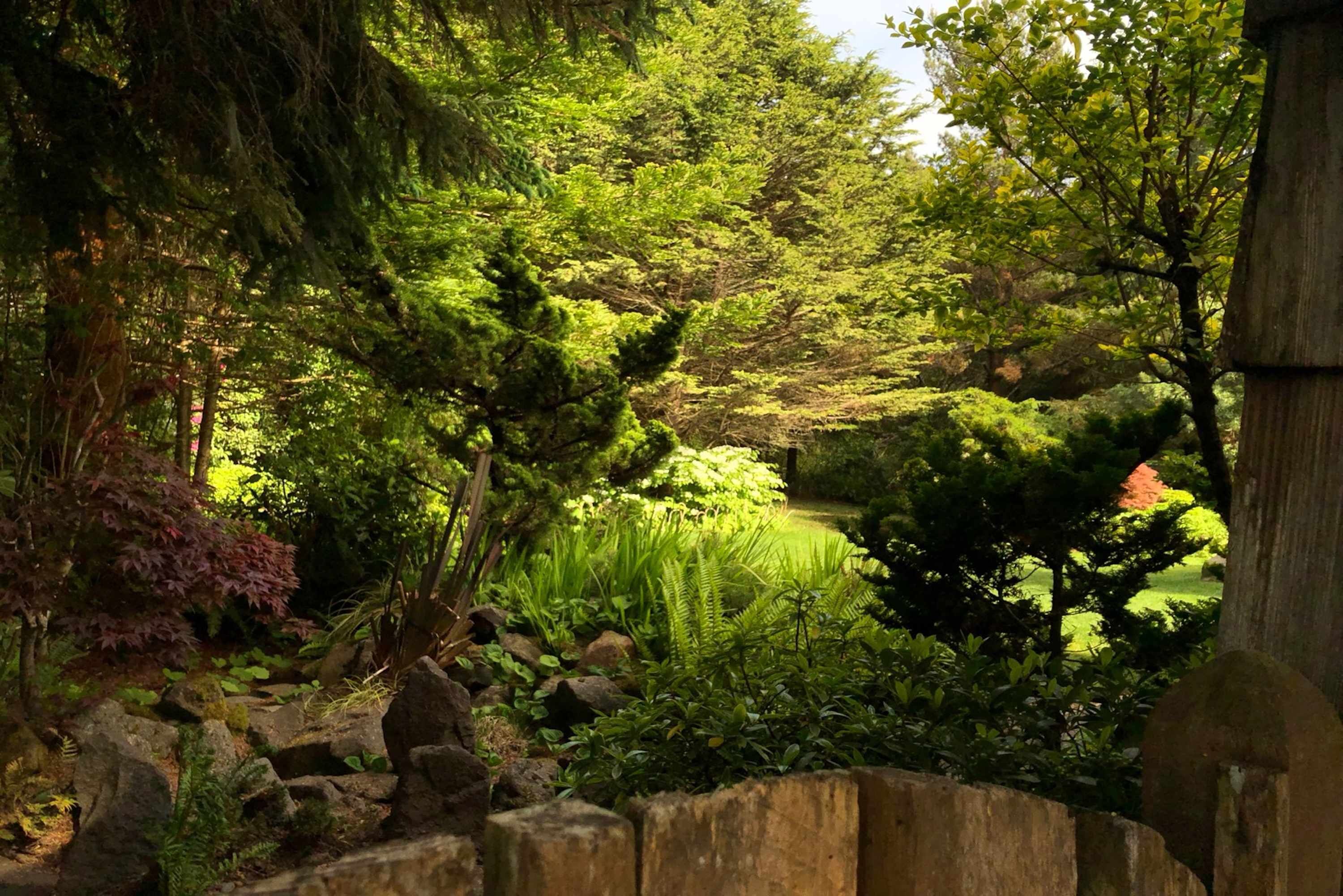A garden with a stone wall, various plants, and trees.