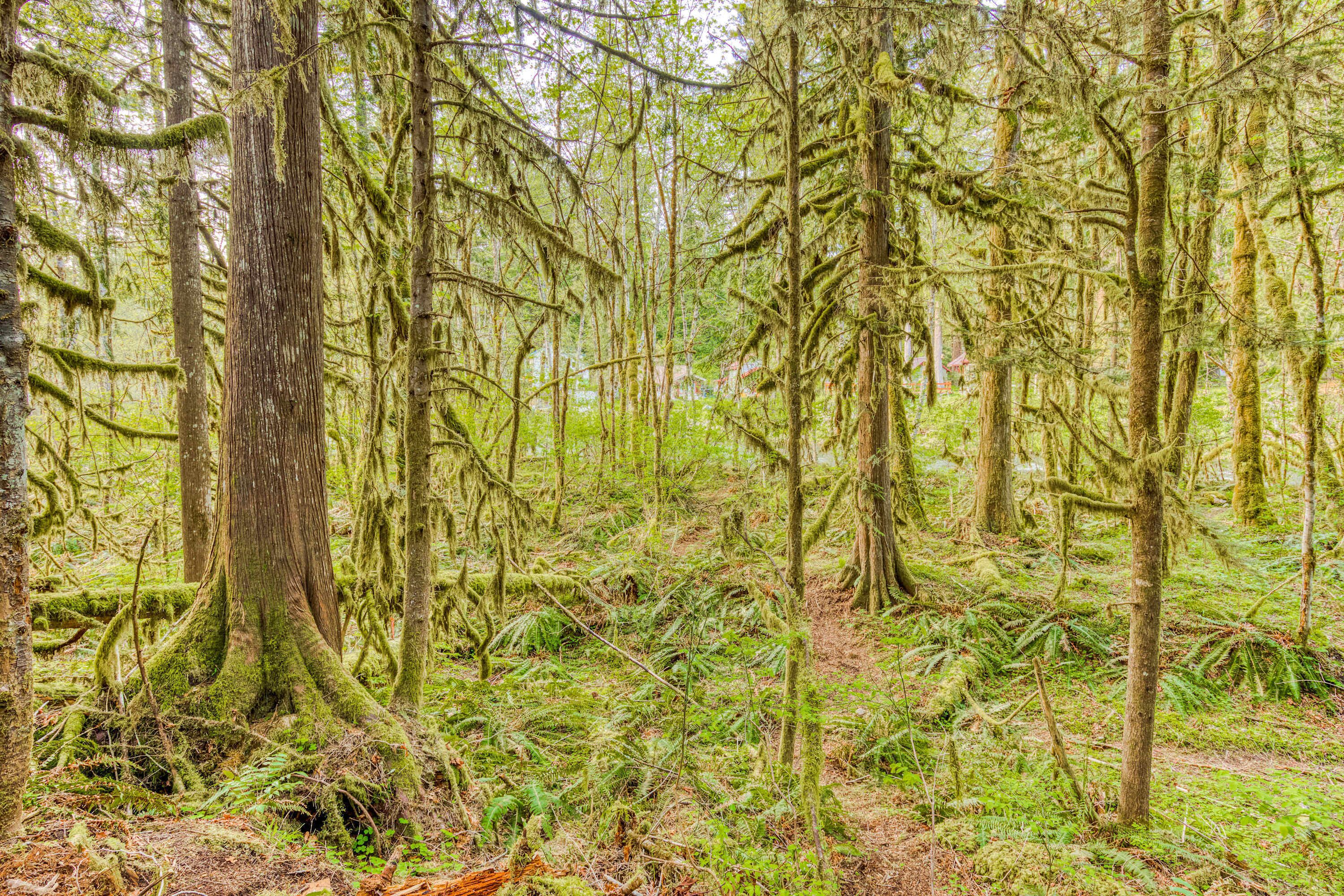 A dense forest with tall trees and thick undergrowth.