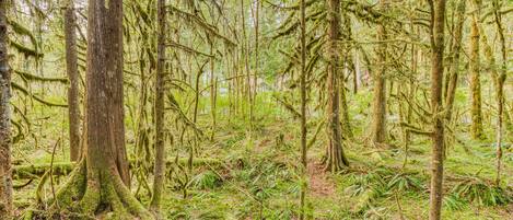 A dense forest with tall trees and thick undergrowth.