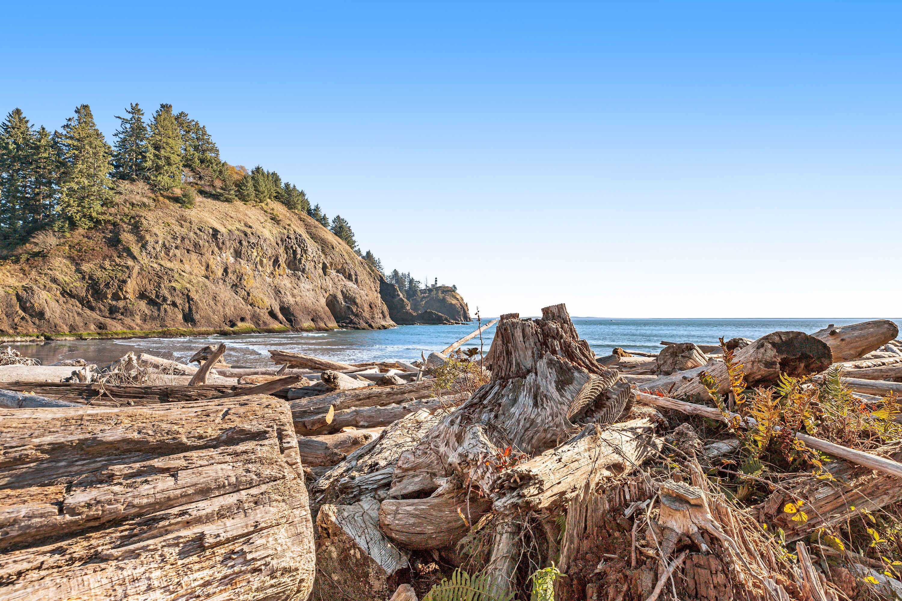 A rocky shoreline with driftwood and trees.