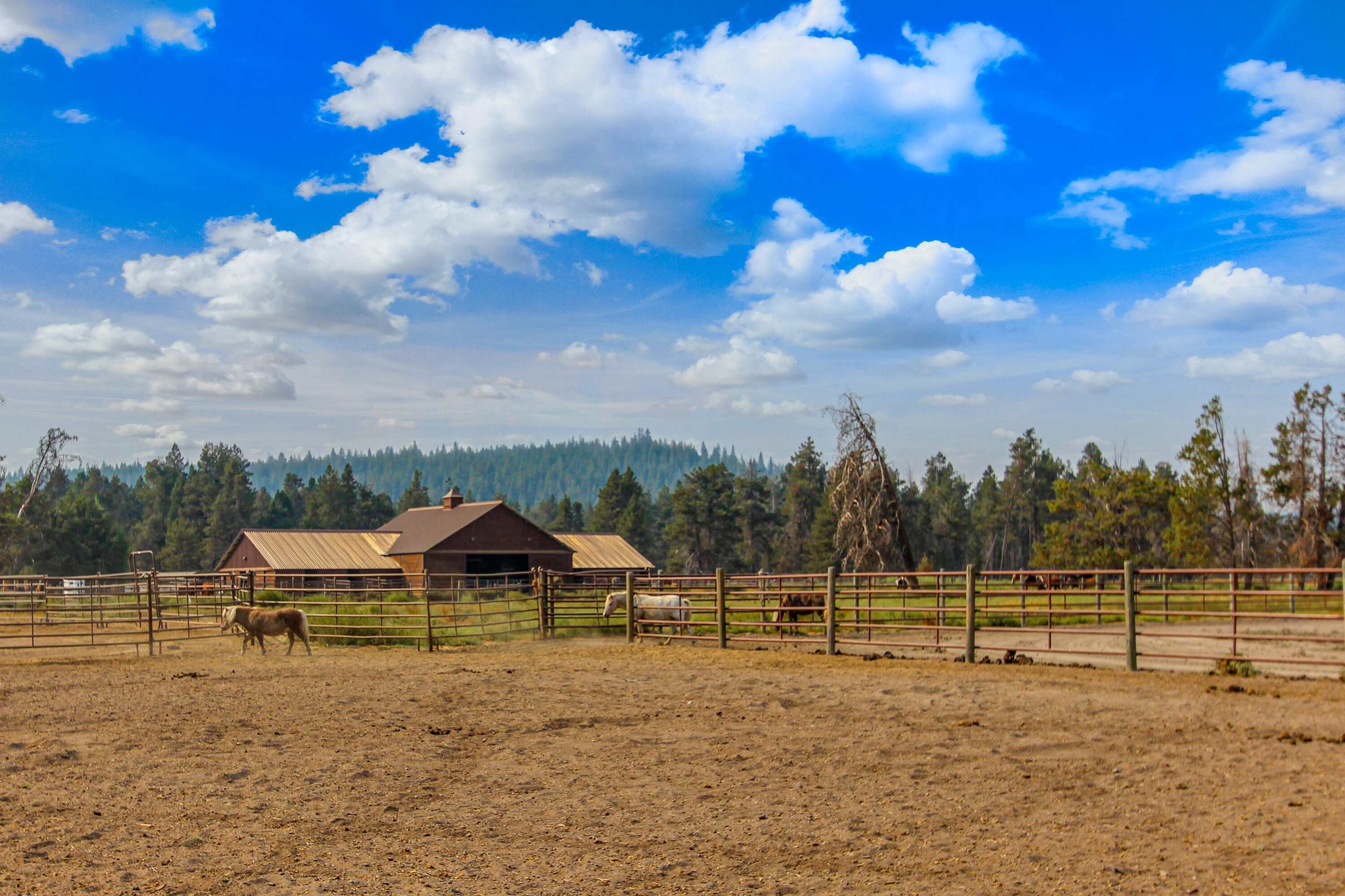 A fenced outdoor area with a stable, a building, and a clear sky.