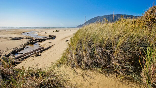 Une plage avec du sable, de l’eau et de l’herbe.