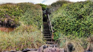 A wooden staircase leading uphill surrounded by dense vegetation. - Experience Comfort and Serenity by the Sea, Dog Friendly with AC, & Patio (Yachats)