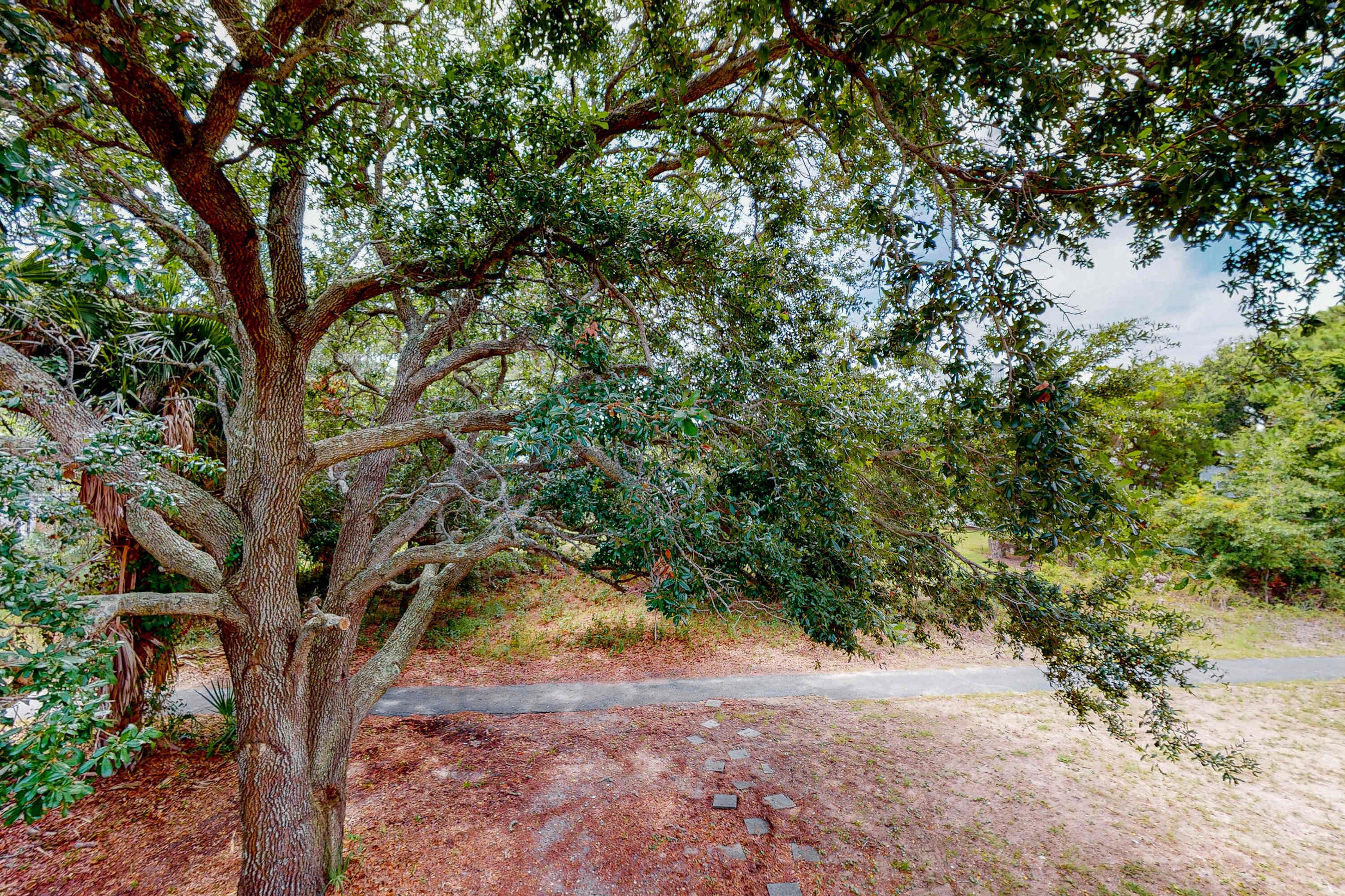 A tree-lined path with a paved walkway.