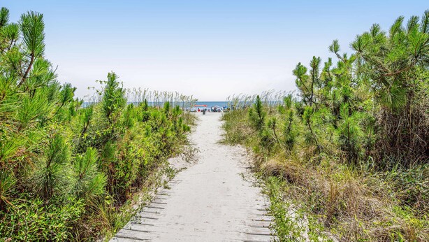 A sandy path flanked by dense green vegetation leading to a beach.