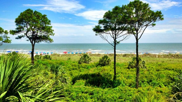A beach with two prominent pine trees, a grassy foreground, and a view of the ocean. - Resort Condo with Al Fresco Dining, Shared Pool, Hot Tub & Beach Access (Hilton Head)