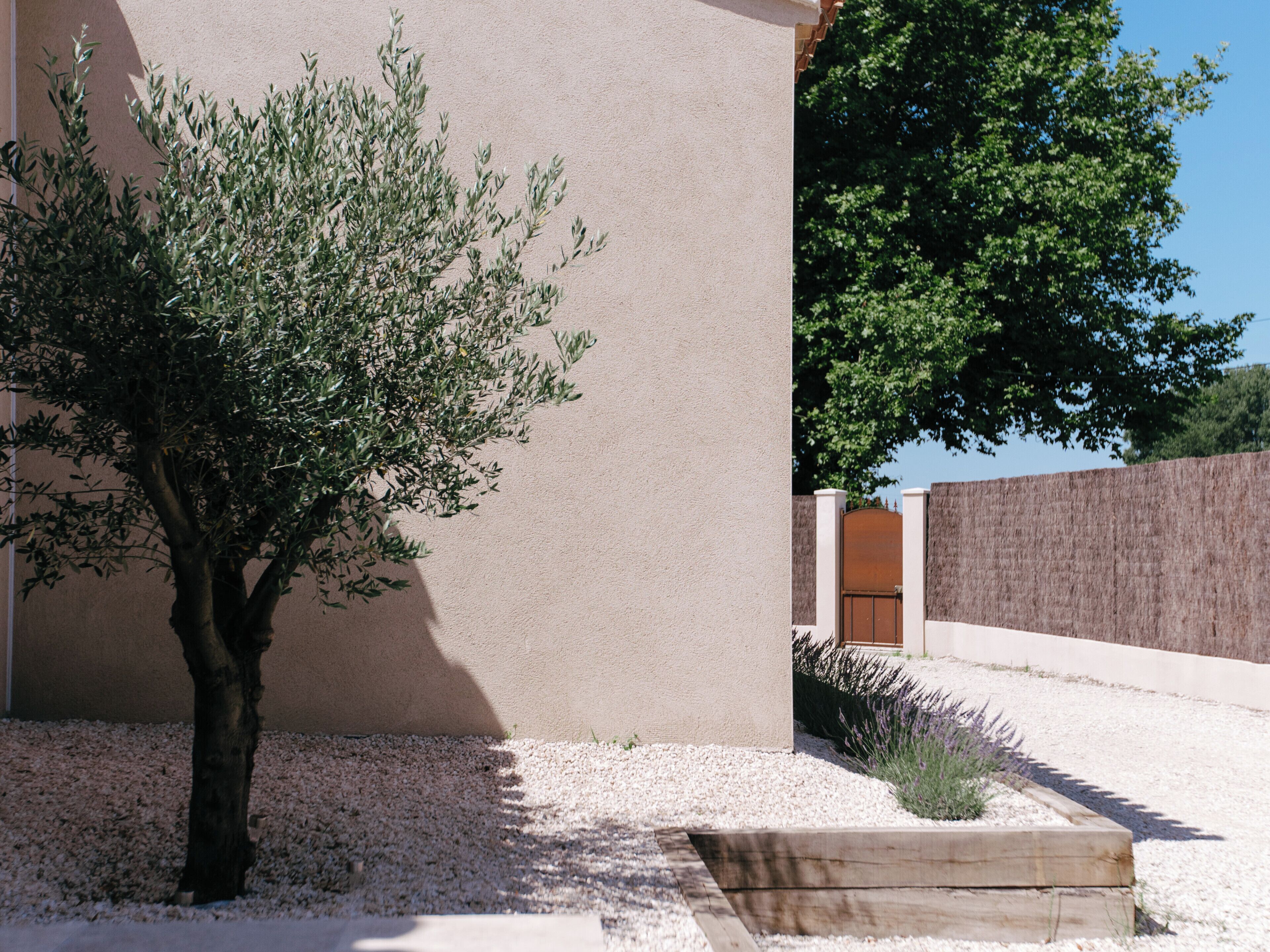 A tree in a landscaped area with a building in the background.