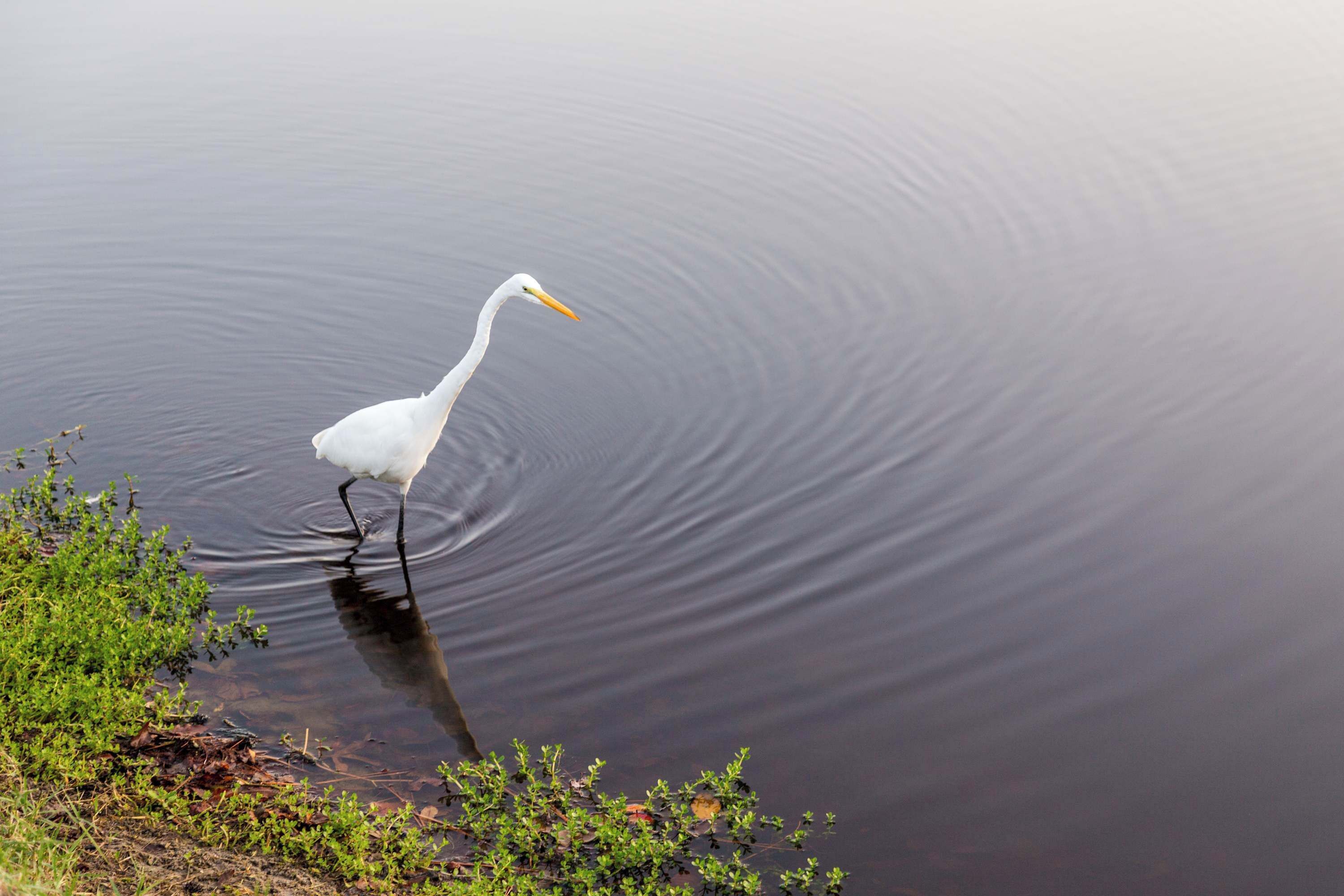Ein weißer Vogel steht im Wasser.