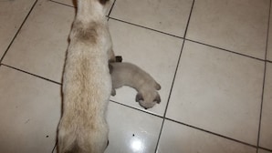 Kissa makaa laattalattialla.