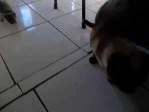 Pet-friendly - Foot down (san carlos)