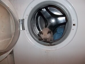 Miscellaneous - Foot down (san carlos)