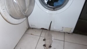 Pieni eläin laattalattialla pesukoneen läheisyydessä.