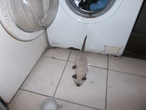 Miscellaneous - Foot down (san carlos)