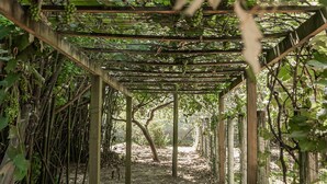 Eine Pergola mit Weinreben und Grünpflanzen, eingebettet in eine natürliche Umgebung.